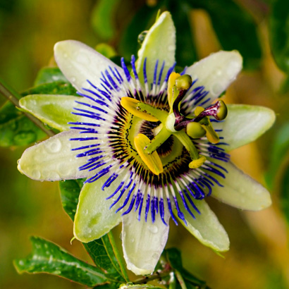 Passionflower