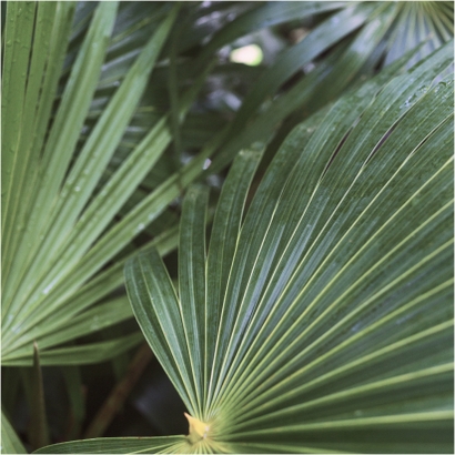 Saw palmetto