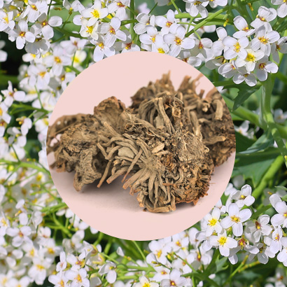 Valerian root